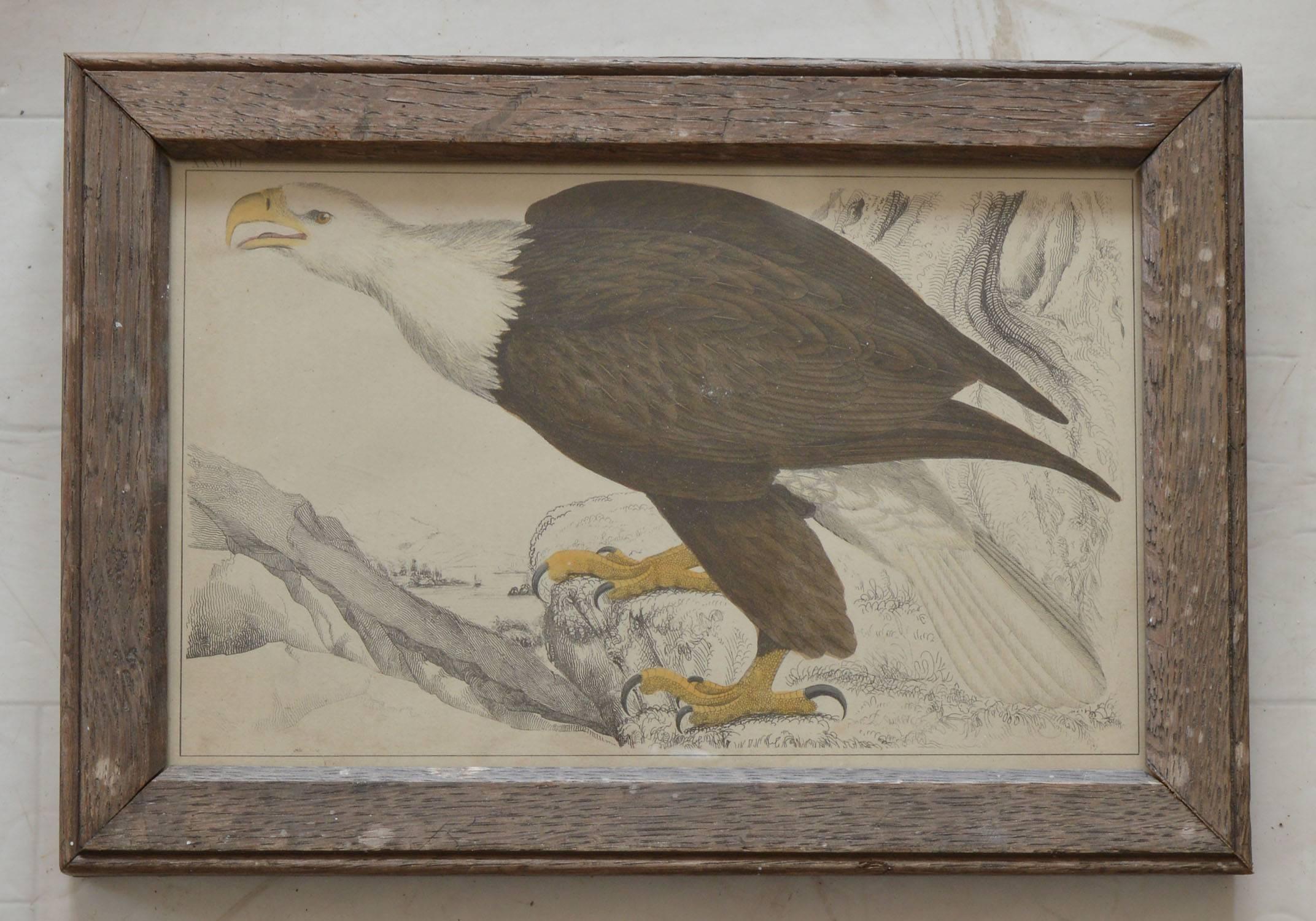 Great image of an eagle.

Hand-colored lithograph.

Original color.

From Goldsmith's Animated Nature.

Published by Fullarton, London and Edinburgh, 1847.

Presented in an antique bleached oak oak frame.

  

