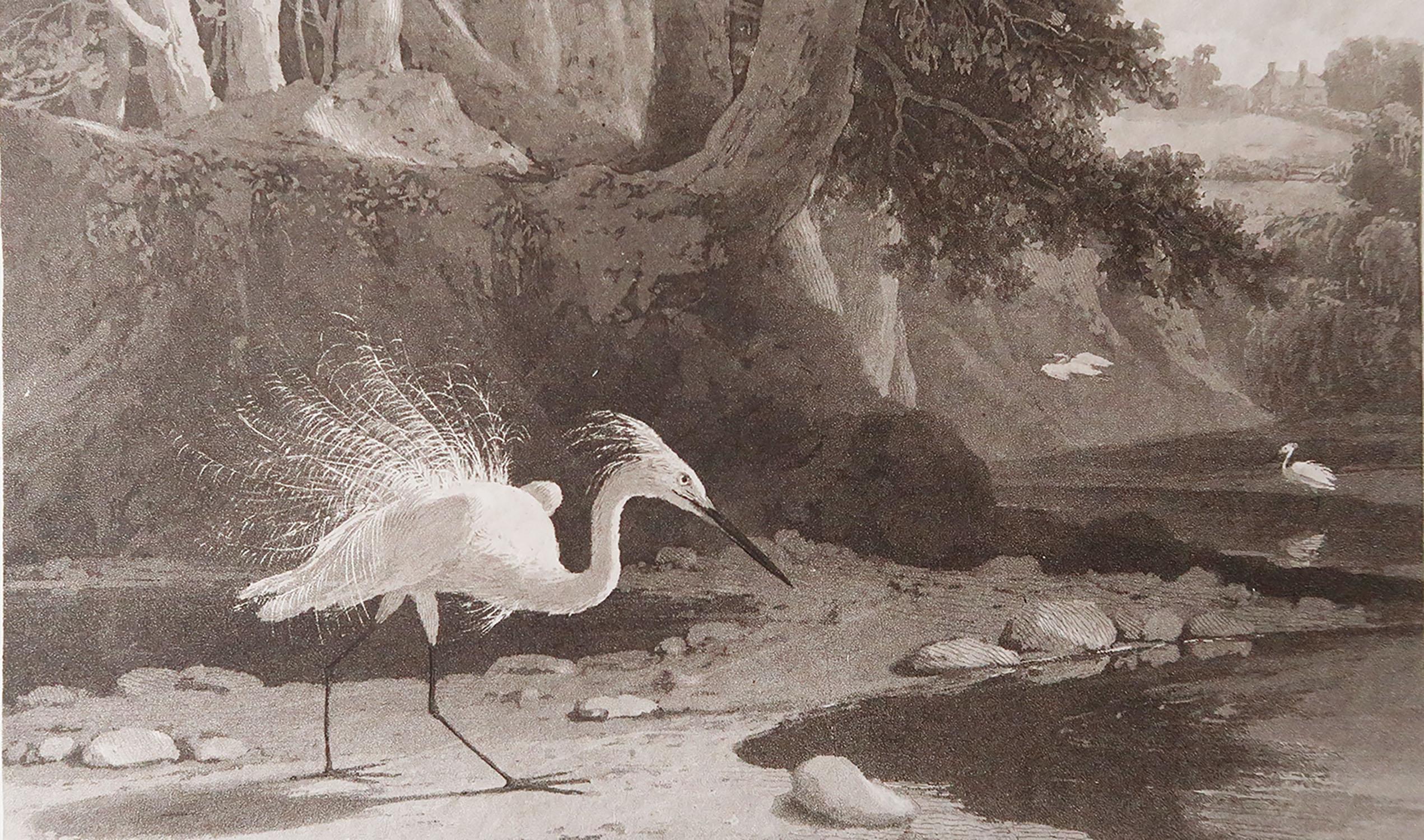 Great image of an egret

Drawn and engraved by William Daniell

Aquatint engraving on fine Japan paper

Published by Cadell & Davies 1812

Unframed.