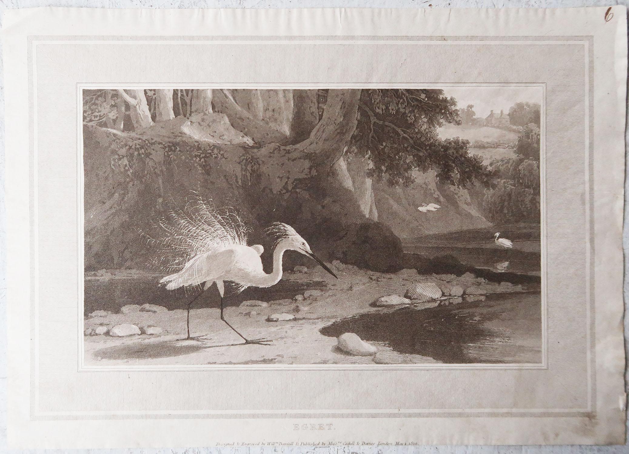 Georgian Original Antique Print of An Egret After William Daniell, Dated 1812