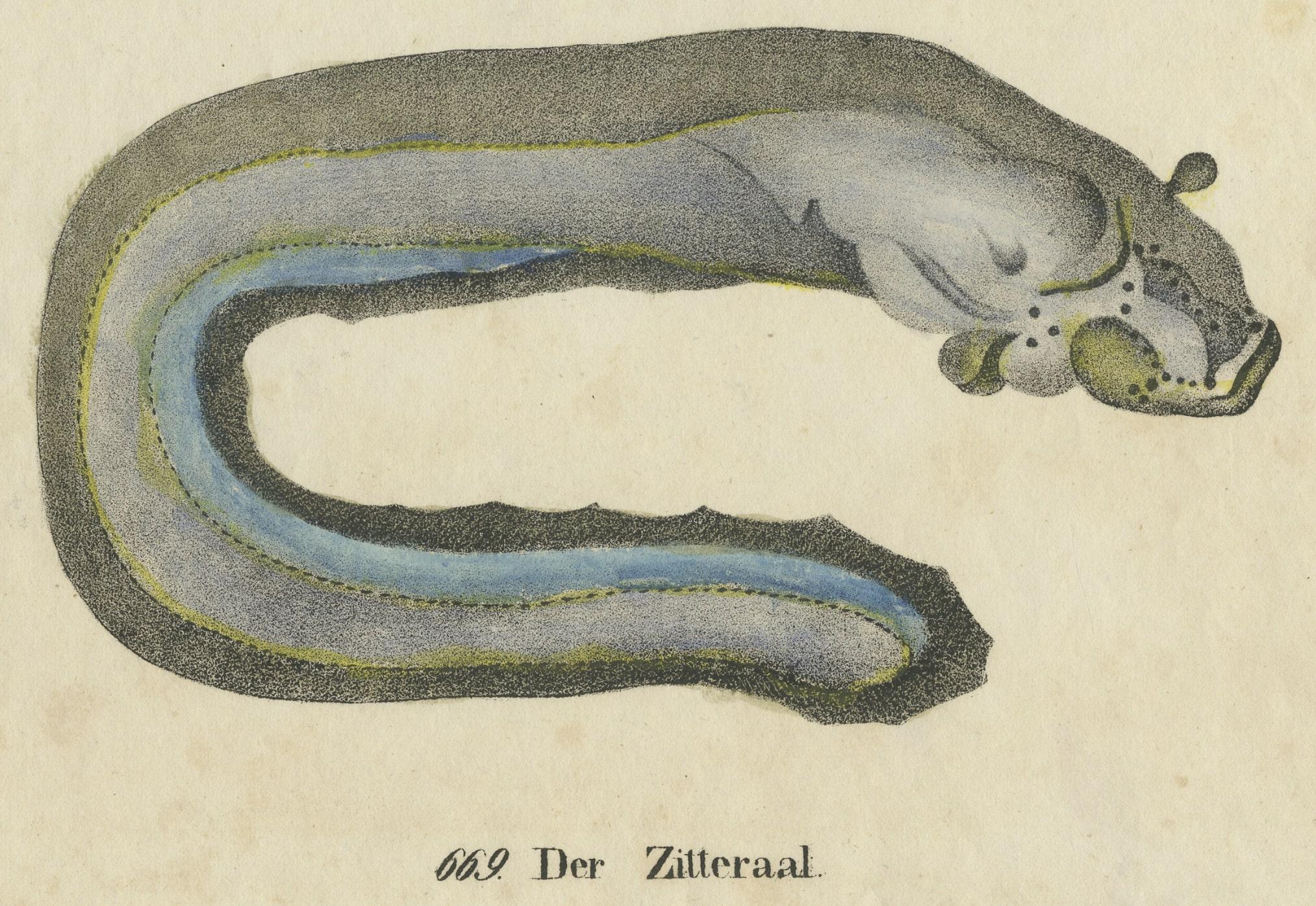 Antique print titled 'Der Zitteraal'. Original antique print of an electric eel. This print originates from 