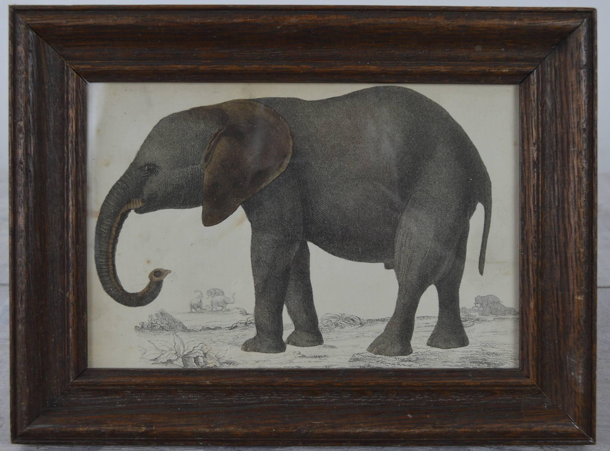 Great image of an elephant.

Hand-colored lithograph.

Original color.

From Goldsmith's animated nature.

Published by Fullarton, London and Edinburgh, 1847.

Presented in antique oak frame.

The measurement given below is the frame