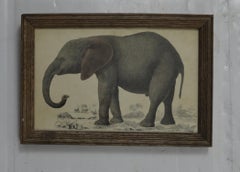 Original Antique Print of an Elephant, 1847