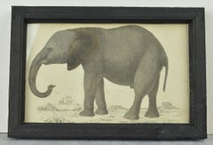 Original Antique Print of an Elephant, 1847