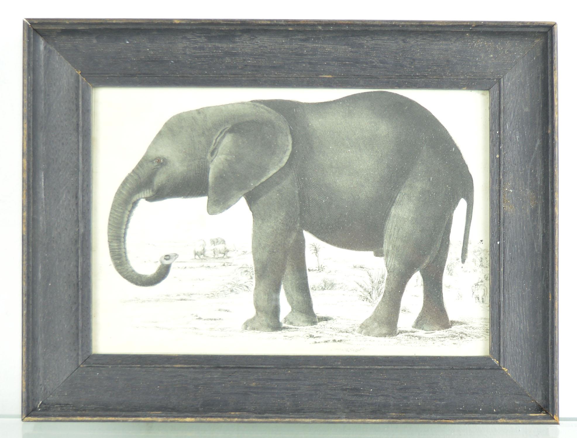 Great image of an elephant presented in an antique distressed oak frame.

Original hand colored lithograph after Cpt. Brown.

Published by Fullerton, 1847.

Free Shipping.

  