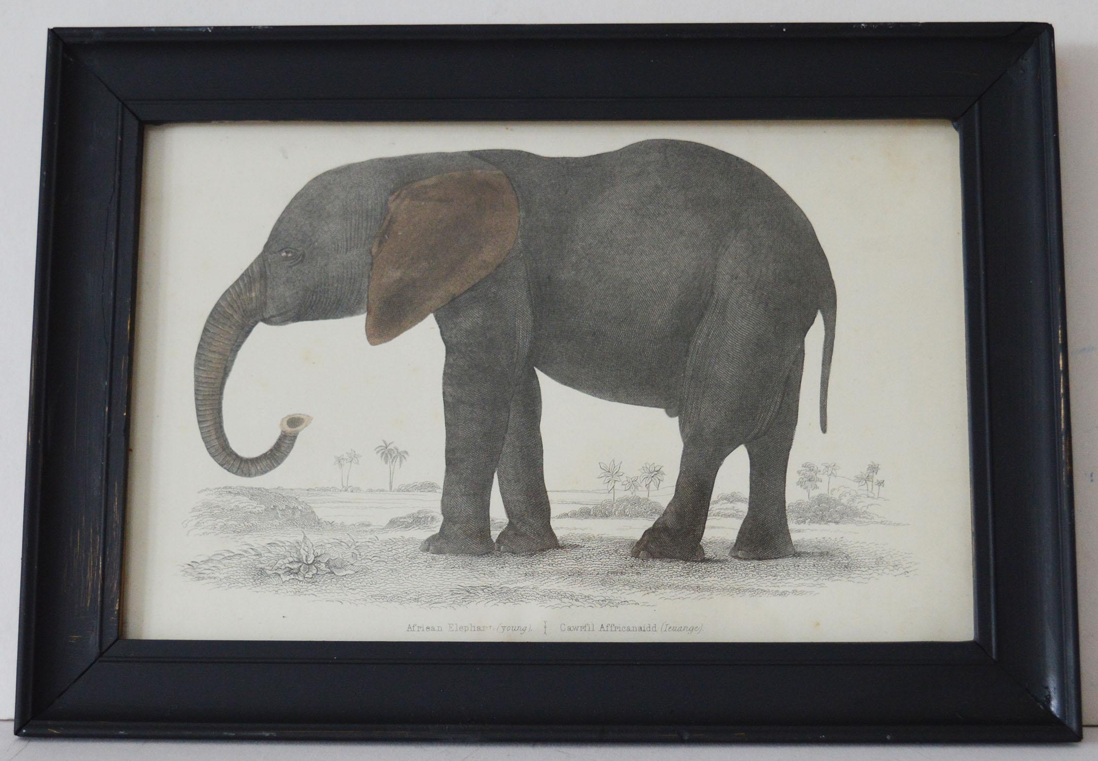 Great image of an elephant presented in an antique painted frame.

Lithograph after Cpt. Brown with original hand color.

Published 1847.




 

   