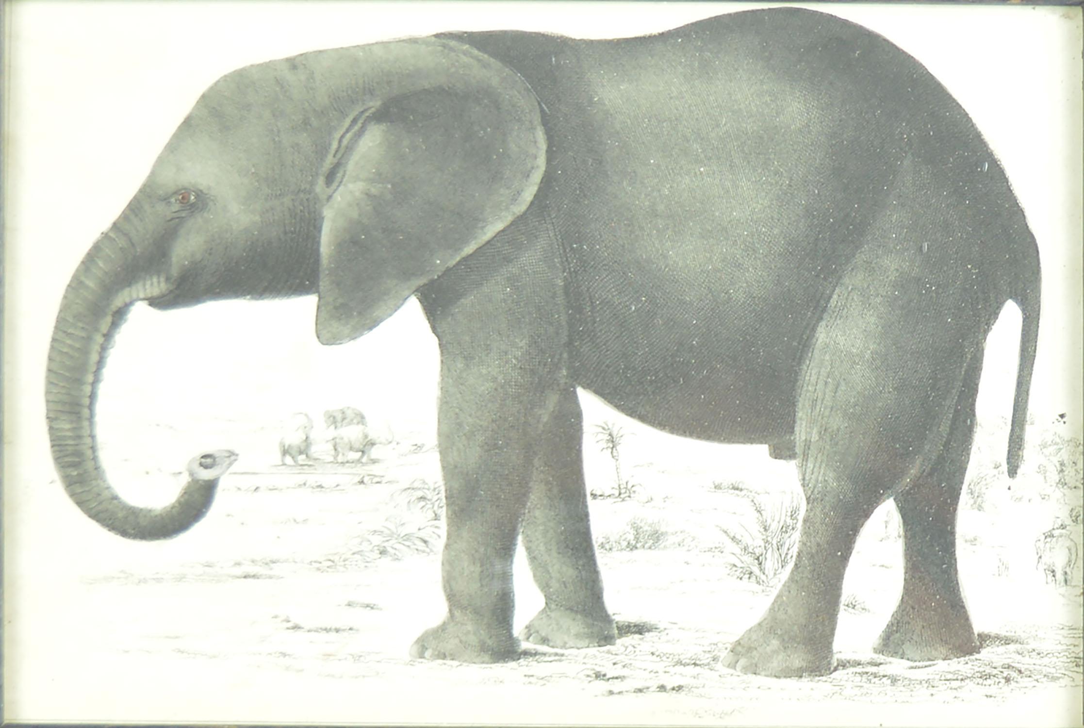 Folk Art Original Antique Print of an Elephant, 1847