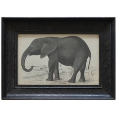 Original Antique Print of an Elephant, 1847