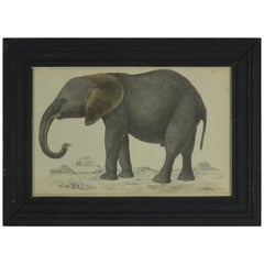 Original Antique Print of an Elephant, 1847