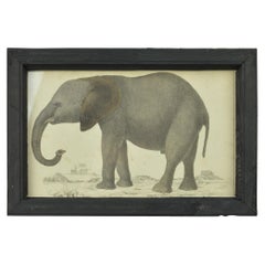 Original Antique Print of an Elephant, 1847