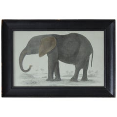 Original Antique Print of an Elephant, 1847