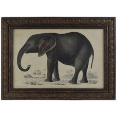 Original Antique Print of an Elephant, 1847