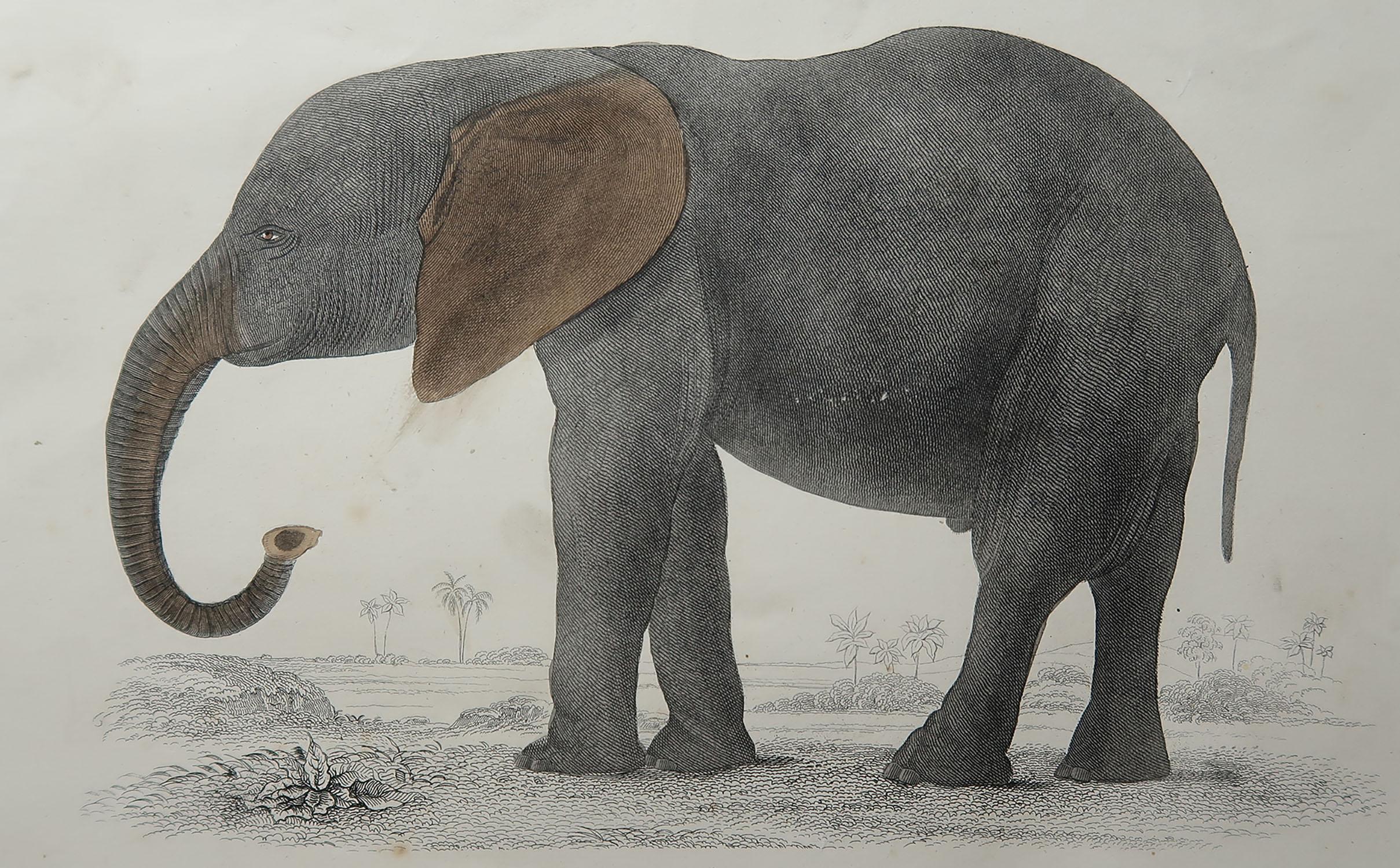 Great image of an elephant

Unframed. It gives you the option of perhaps making a set up using your own choice of frames.

Lithograph after Cpt. Brown with original hand color.

Published 1847.

Free shipping.





