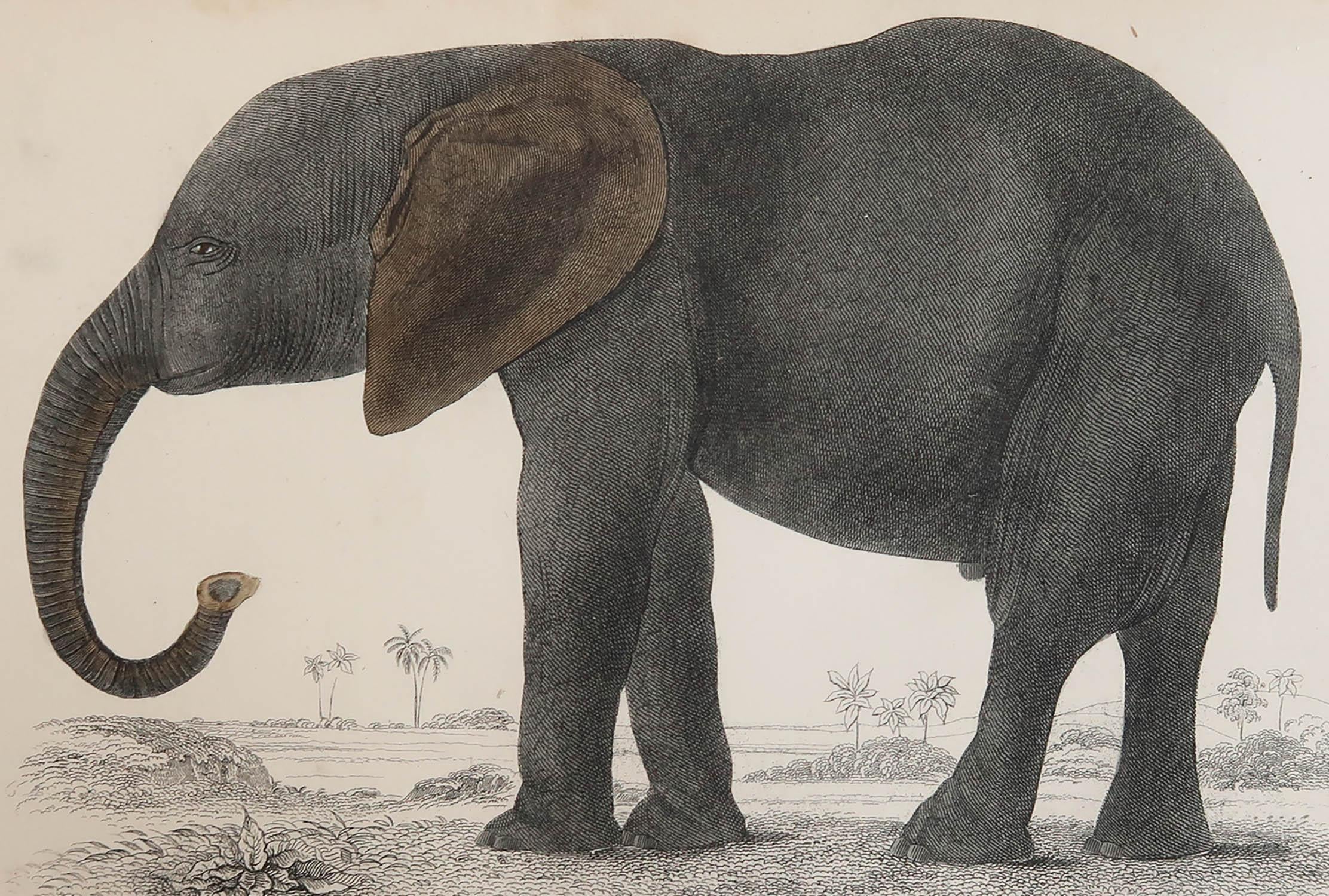 Great image of an elephant.

Unframed. It gives you the option of perhaps making a set up using your own choice of frames.

Lithograph after Cpt. Brown with original hand color.

Published 1847.





.