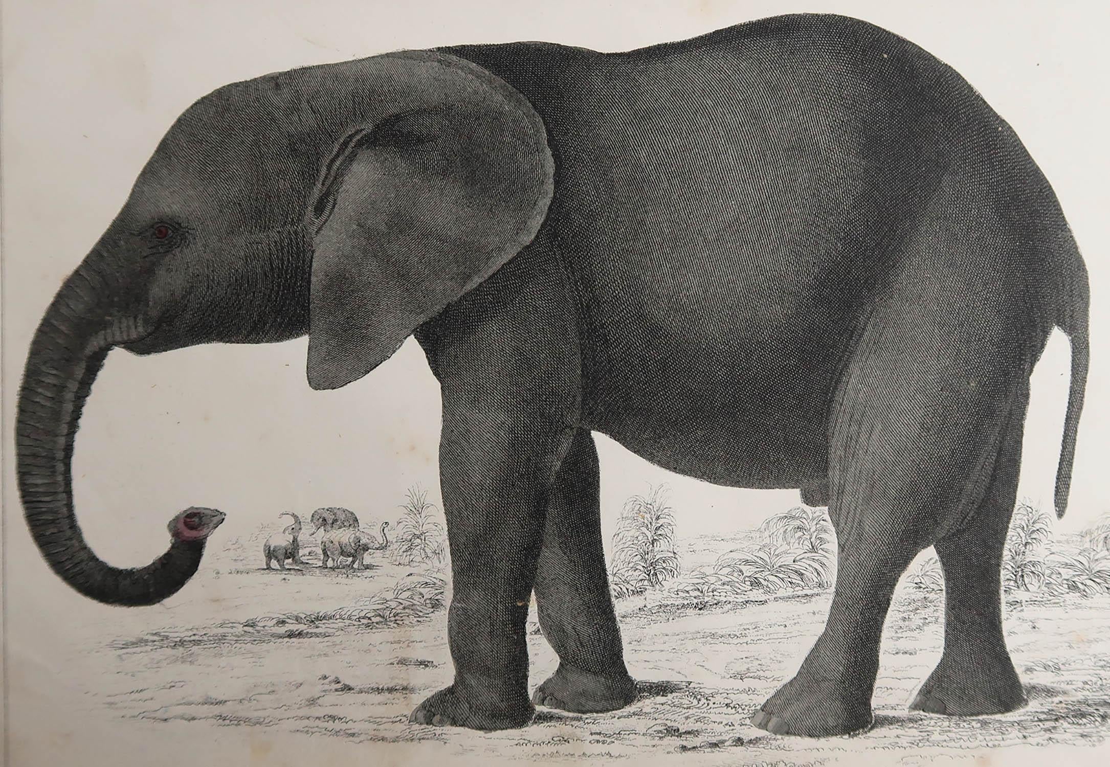 Great image of an elephant.

Unframed. It gives you the option of perhaps making a set up using your own choice of frames.

Lithograph after Cpt. Brown with original hand color.

Published 1847.





.