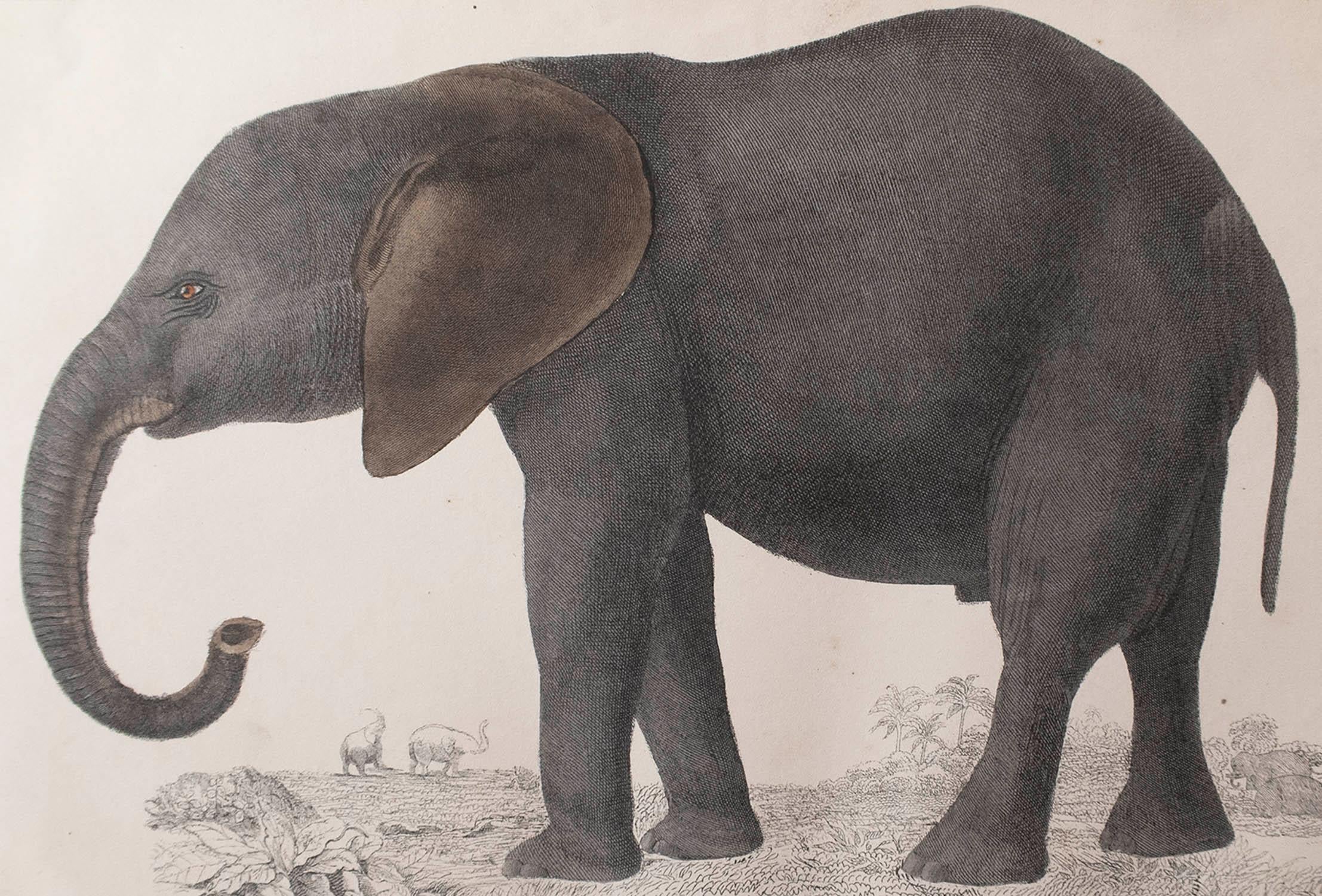 Great image of an elephant.

Unframed. It gives you the option of perhaps making a set up using your own choice of frames.

Lithograph after Cpt. Brown with original hand color.

Published 1847.





.