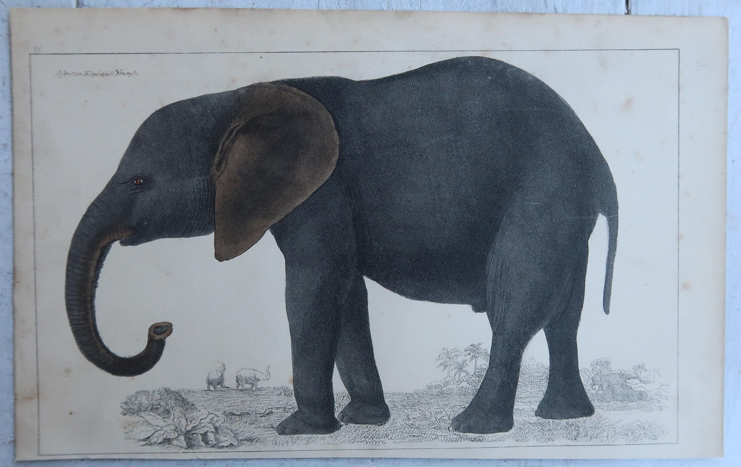 Artisanat Impression ancienne originale d'un éléphant, 1847, non encadrée en vente