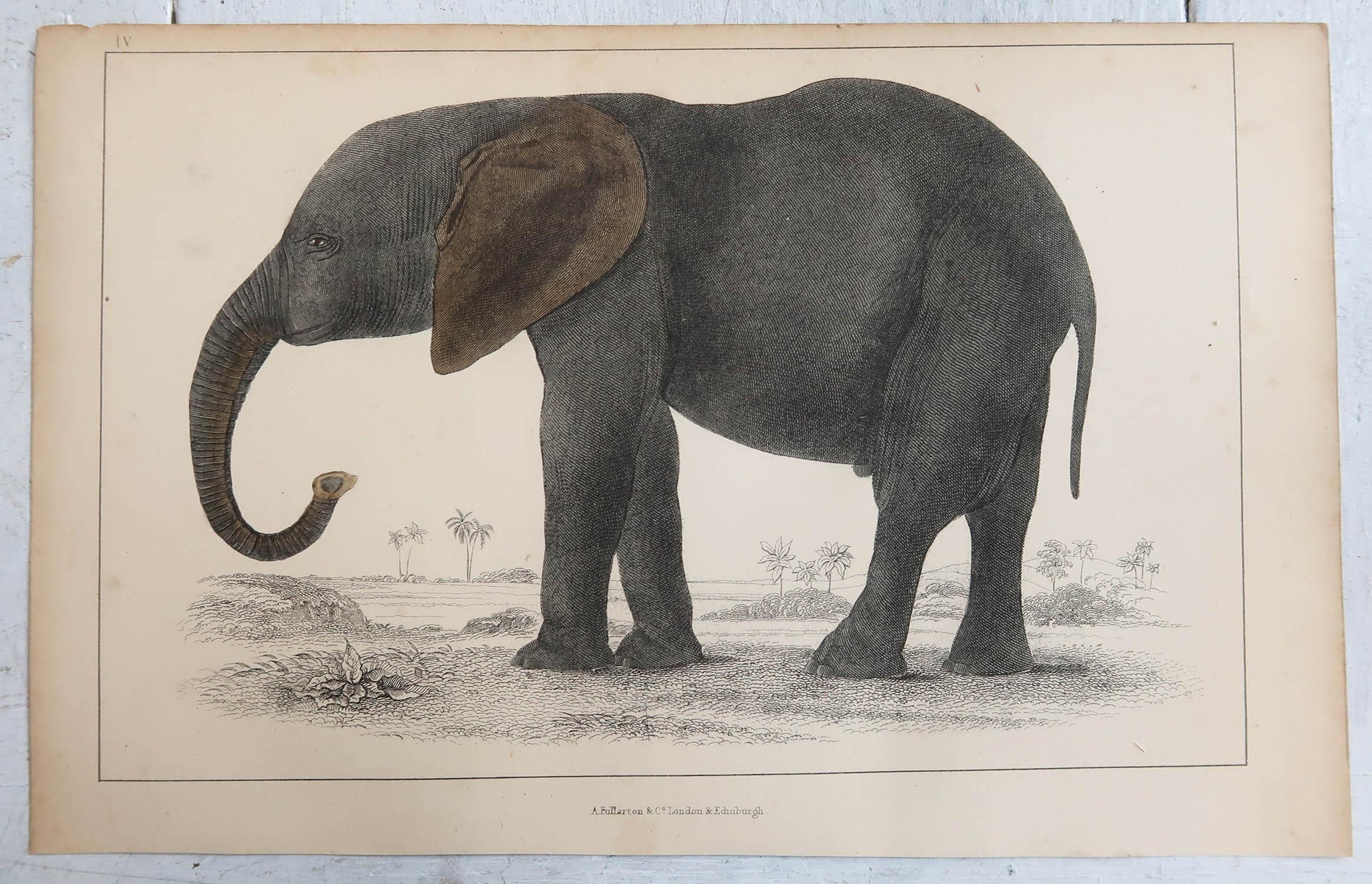 English Original Antique Print of an Elephant, 1847 'Unframed'
