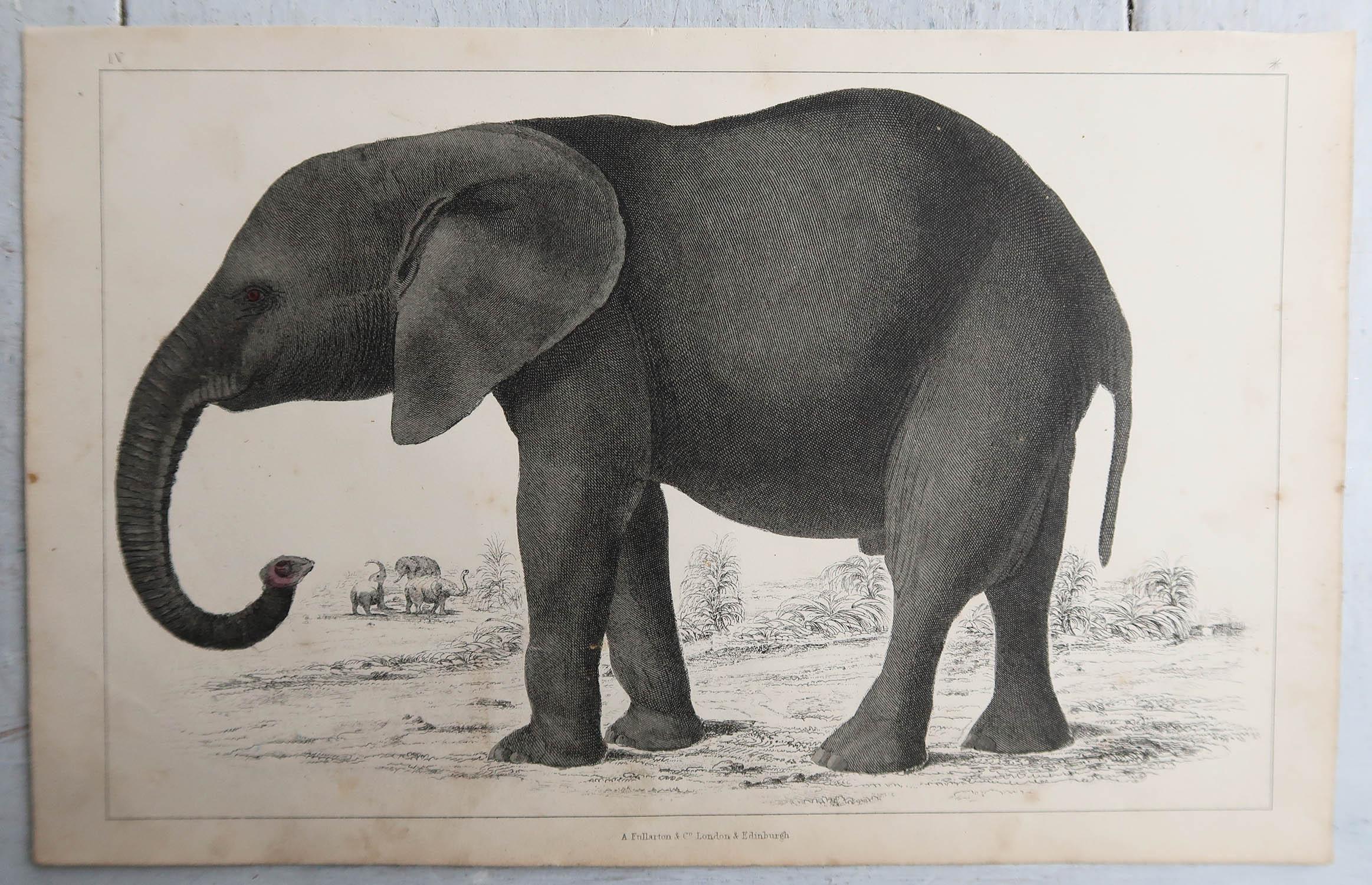 English Original Antique Print of an Elephant, 1847 'Unframed' For Sale