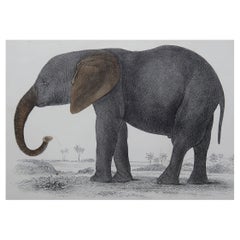 Original Antique Print of an Elephant, 1847 'Unframed'