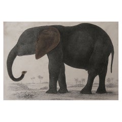 Original Antique Print of an Elephant, 1847 'Unframed'