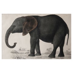 Original Antique Print of an Elephant, 1847 'Unframed'