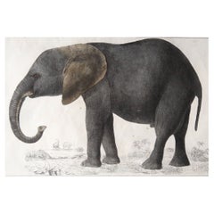 Original Antique Print of an Elephant, 1847 'Unframed'