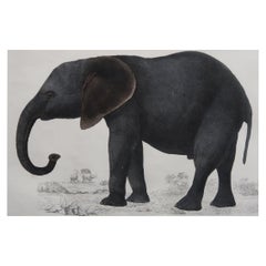 Original Antique Print of an Elephant, 1847 'Unframed'