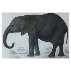 Original Antique Print of an Elephant, 1847 'Unframed'