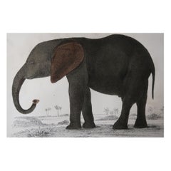 Original Antique Print of an Elephant, 1847 'Unframed'