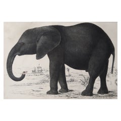 Original Antique Print of an Elephant, 1847 'Unframed'