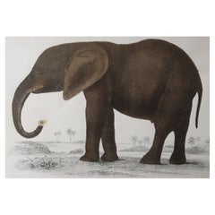 Original Antique Print of an Elephant, 1847 'Unframed'