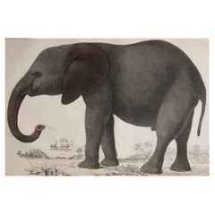Original Antique Print of an Elephant, 1847 'Unframed'