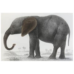 Original Antique Print of an Elephant, 1847 'Unframed'