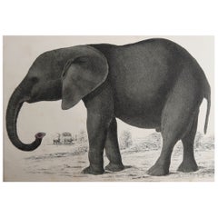 Original Antique Print of an Elephant, 1847 'Unframed'