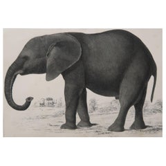 Original Antique Print of an Elephant, 1847 'Unframed'
