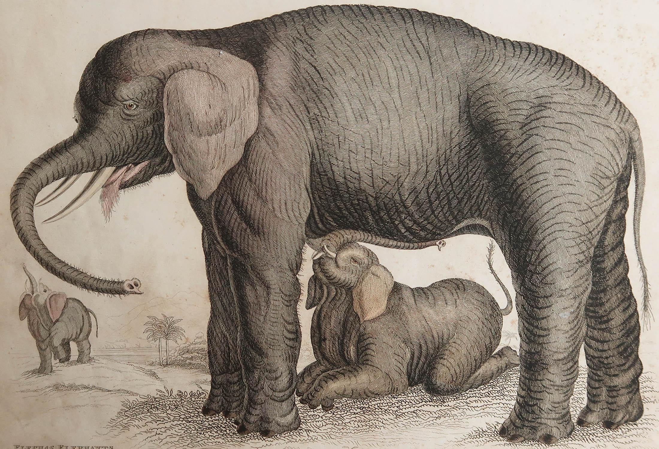Great image of an elephant

Unframed. It gives you the option of perhaps making a set up using your own choice of frames.

Lithograph after Marechal with original hand color.

Published circa 1835

Free shipping.




