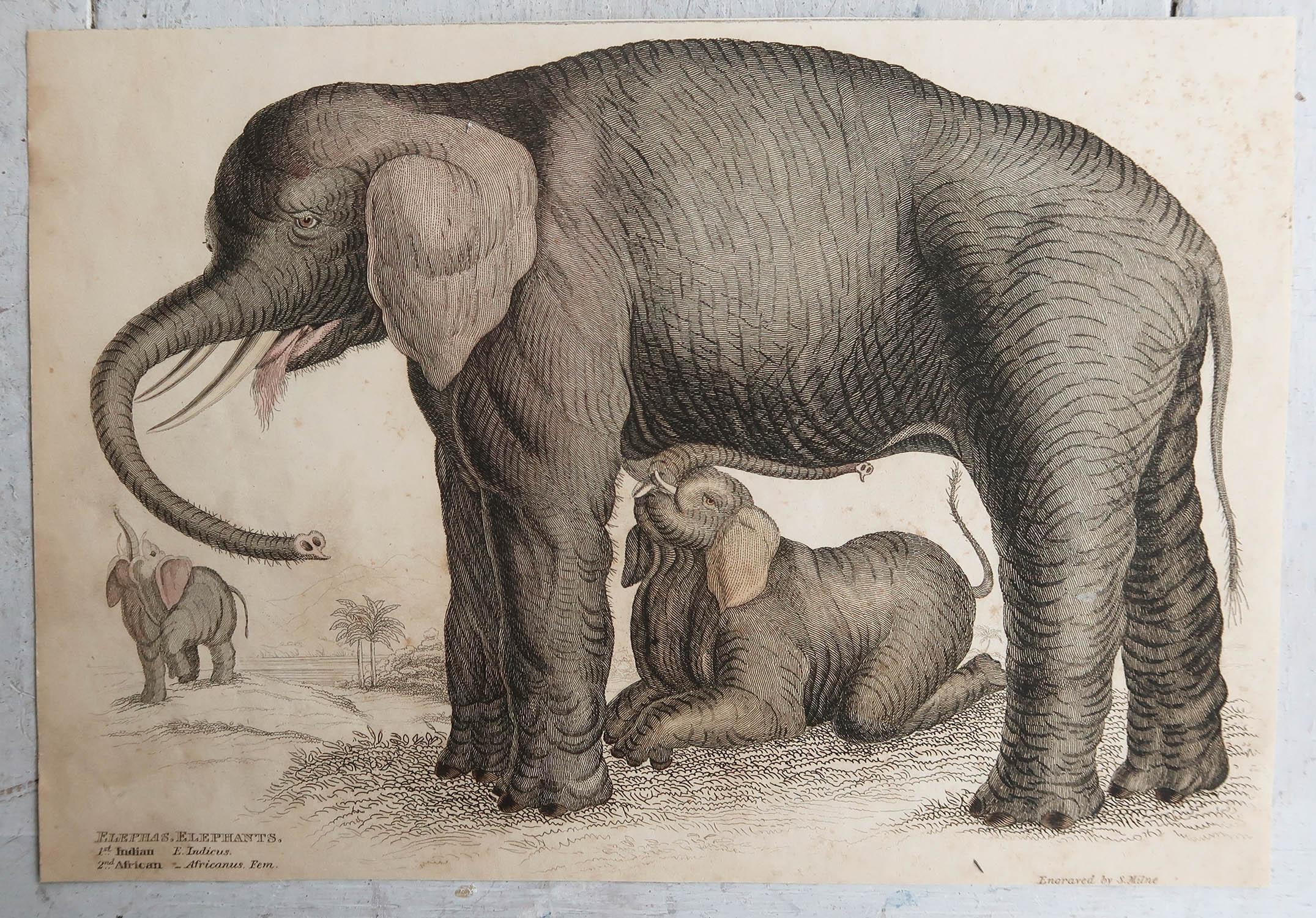 Folk Art Original Antique Print of An Elephant, circa 1835 For Sale