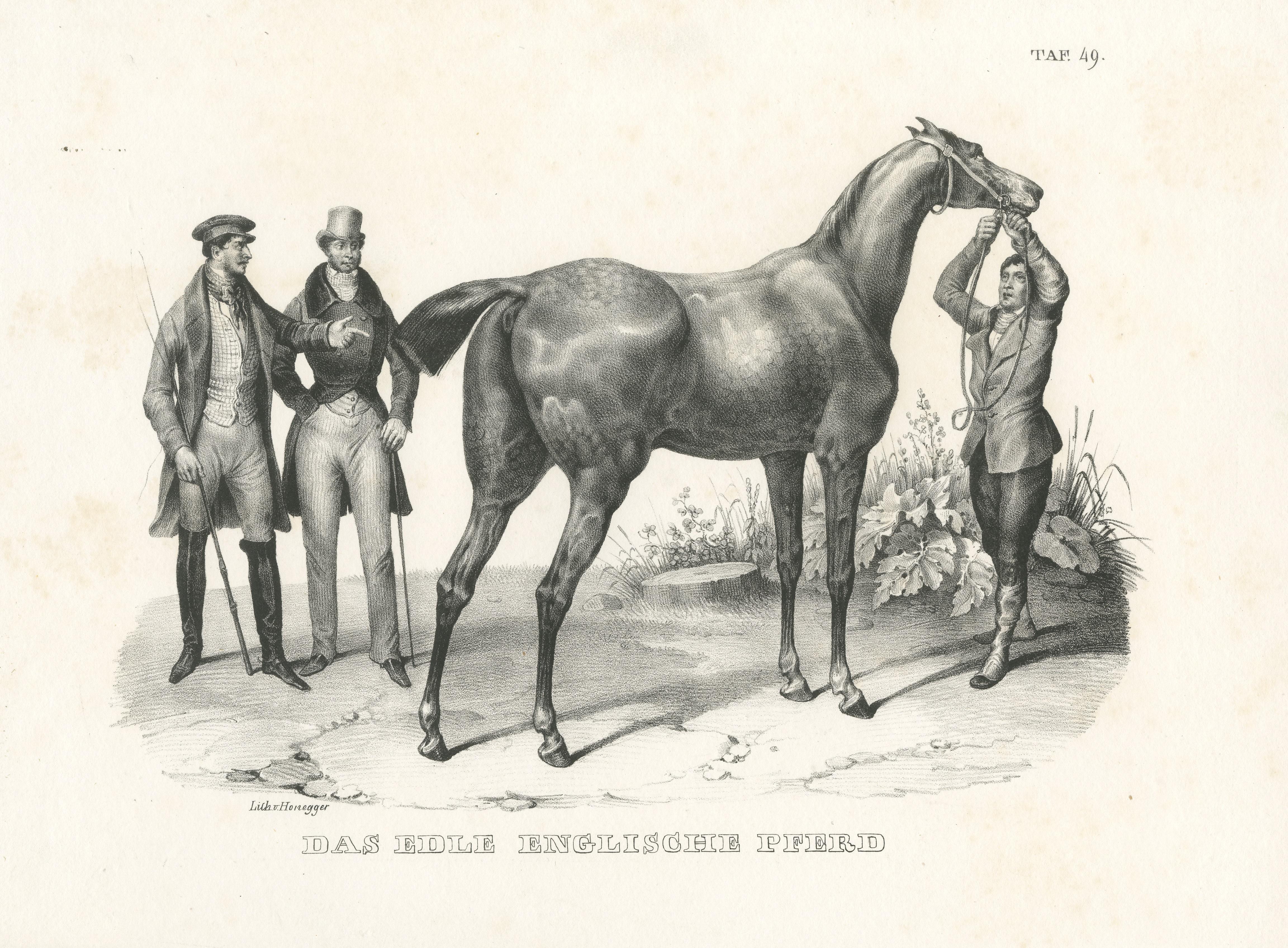Original Antique Print of an English Horse In Good Condition For Sale In Langweer, NL