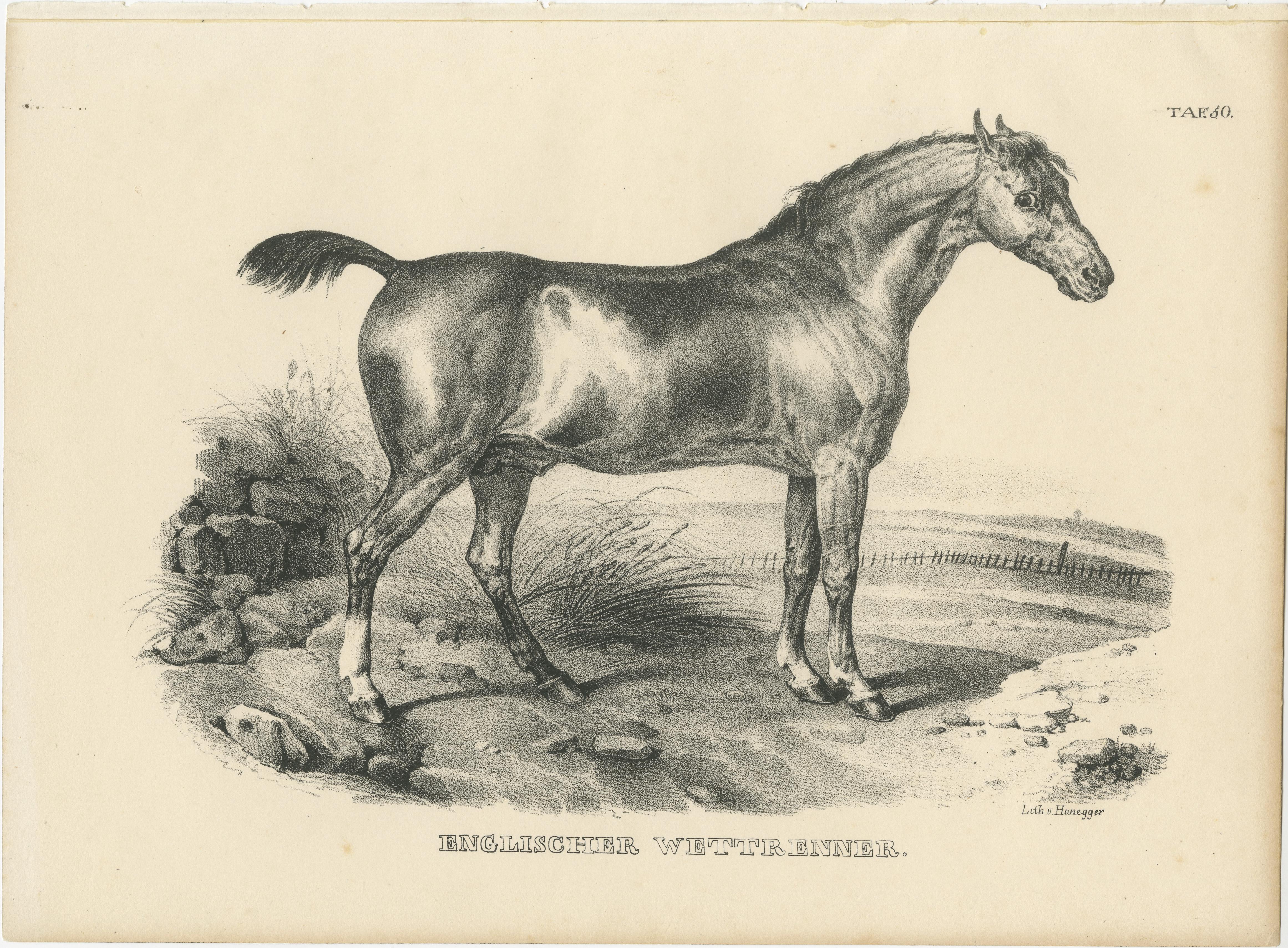 Antique print titled 'Englischer Wettrenner'. Original lithograph of an English race horse. This print originates from 'Naturgeschichte und Abbildungen der Säugethiere: nach den neuesten Systemen zum gemeinnutzigen Gebrauche entworfen, und mit