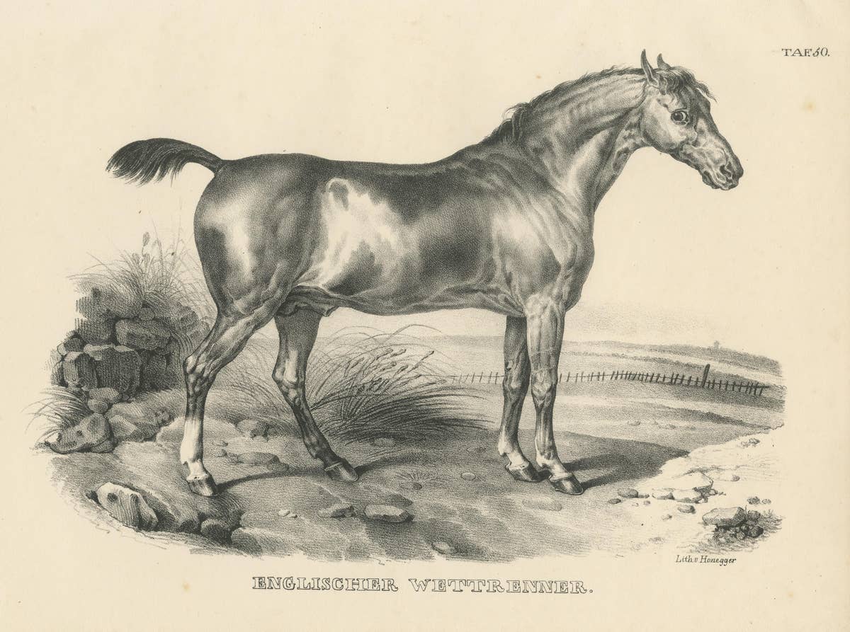 Original Antique Print of an English Race Horse