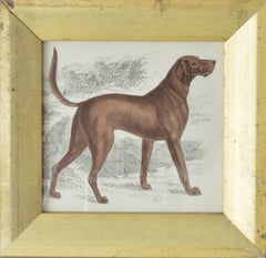 Original Antique Print of an English Sporting Dog, 1847