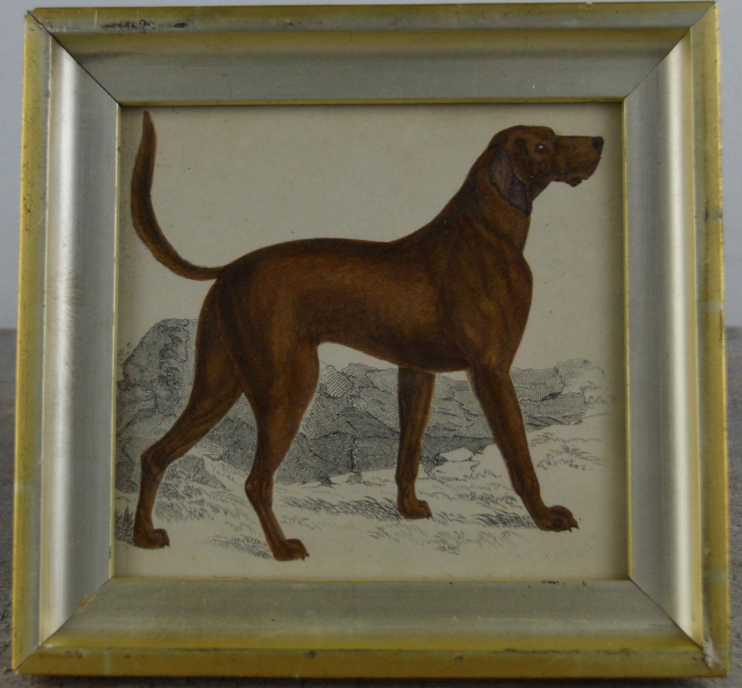 Folk Art Original Antique Print of an English Sporting Dog, 1847