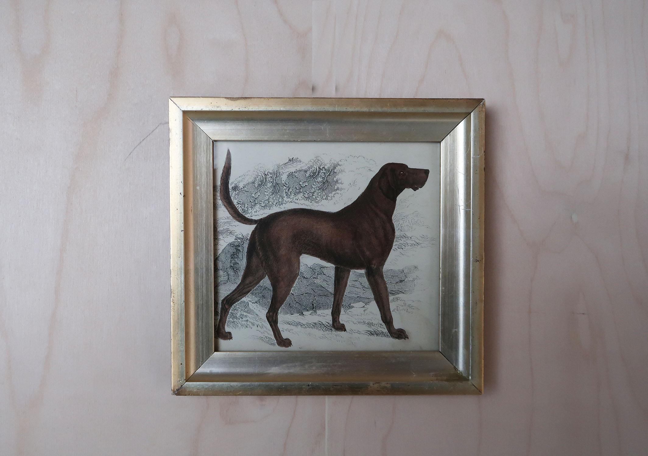Folk Art Original Antique Print of an English Sporting Dog, 1847 For Sale