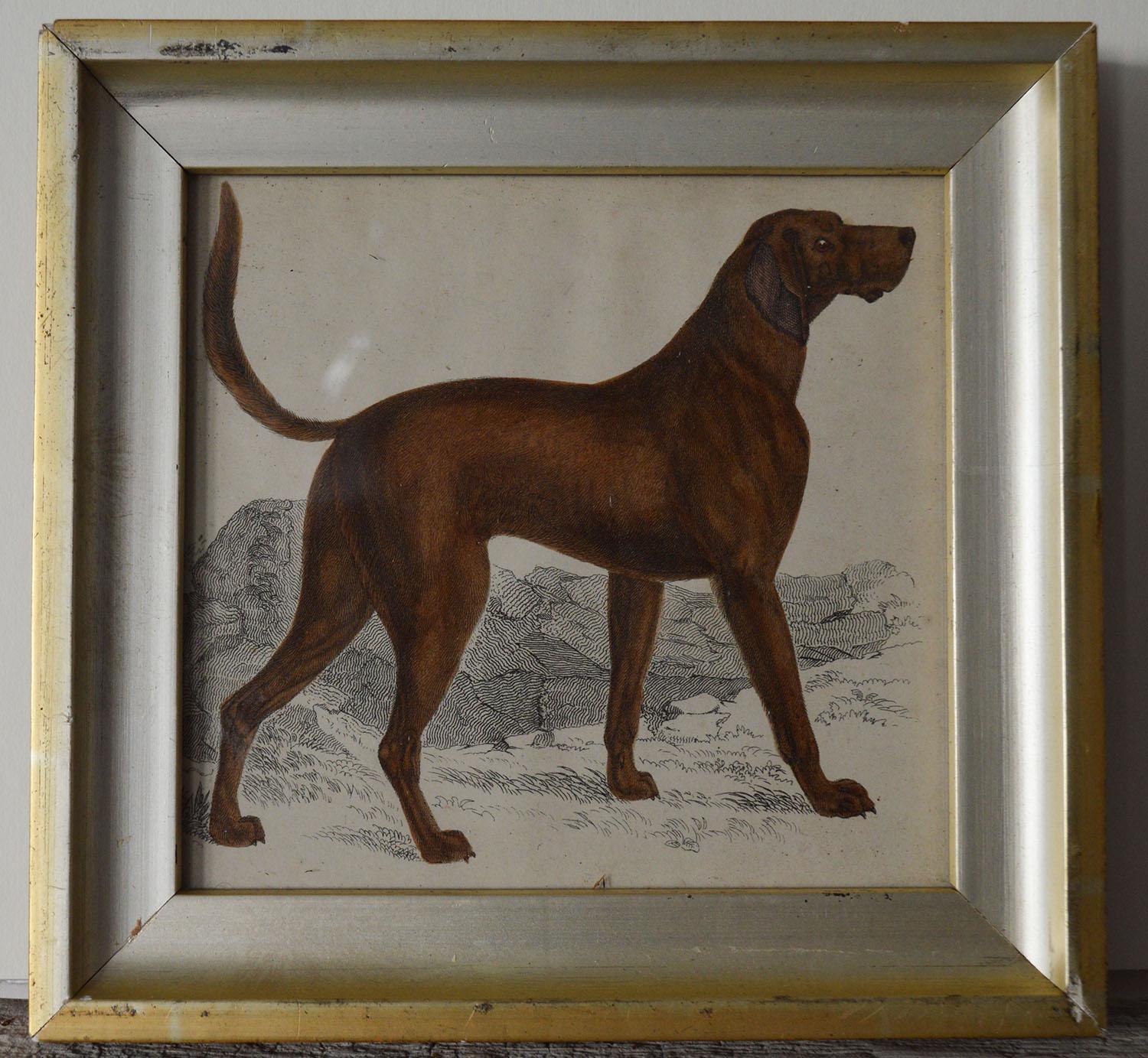 Other Original Antique Print of an English Sporting Dog, 1847