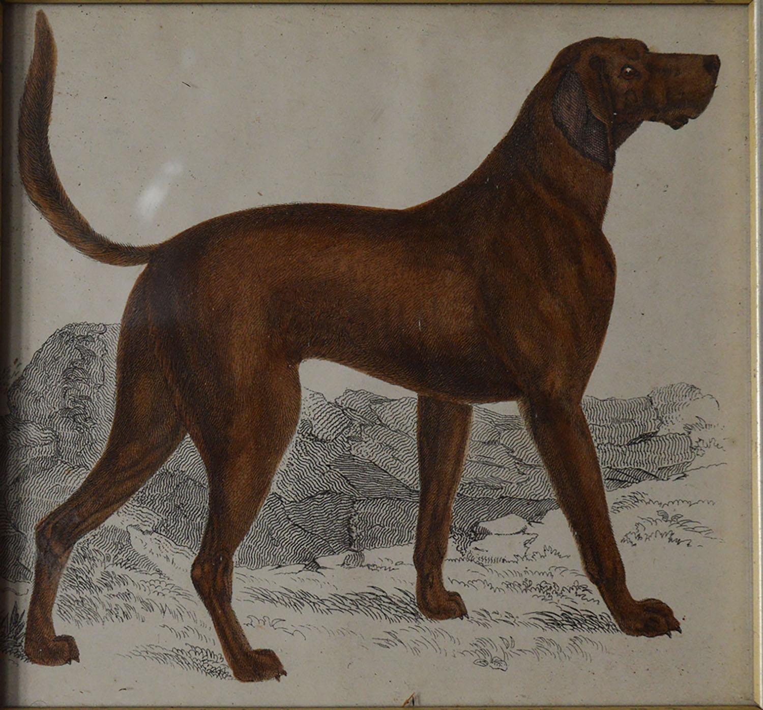 Original Antique Print of an English Sporting Dog, 1847 In Good Condition In St Annes, Lancashire