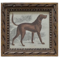 Original Antique Print of an English Sporting Dog, 1847