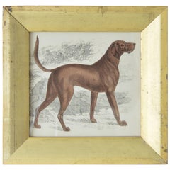 Original Antique Print of an English Sporting Dog, 1847
