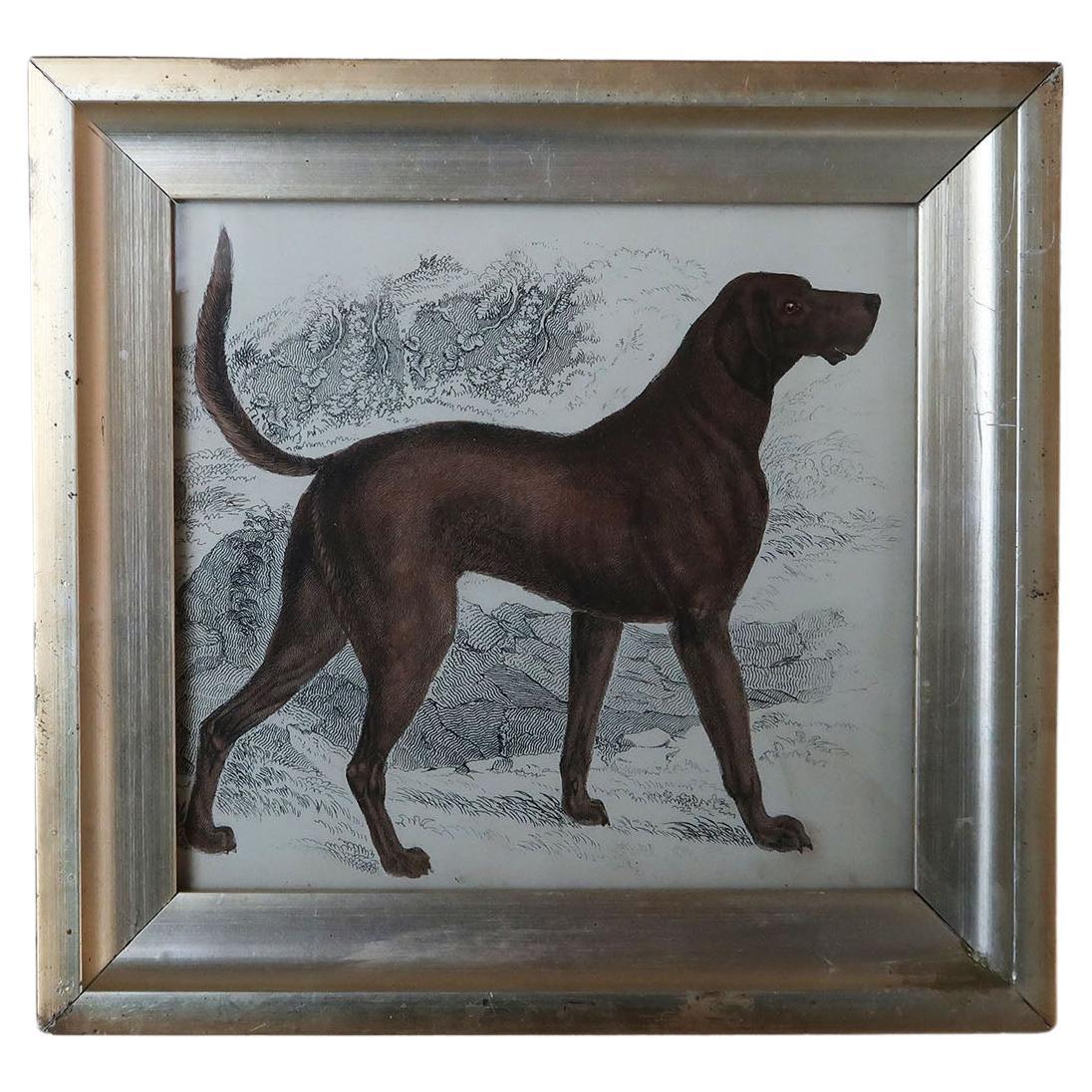 Original Antique Print of an English Sporting Dog, 1847 For Sale