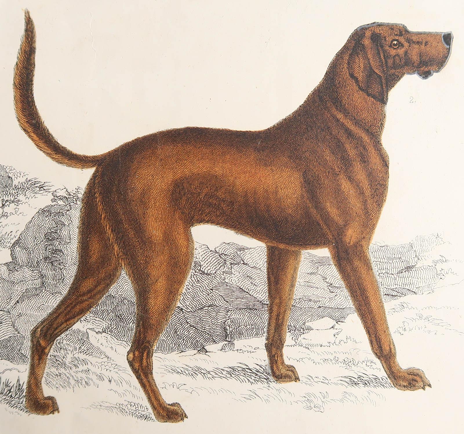 Great image of a sporting dog, a bloodhound.

Unframed. It gives you the option of perhaps making a set up using your own choice of frames.

Lithograph after Cpt. Brown with original hand color.

Published, 1847.








