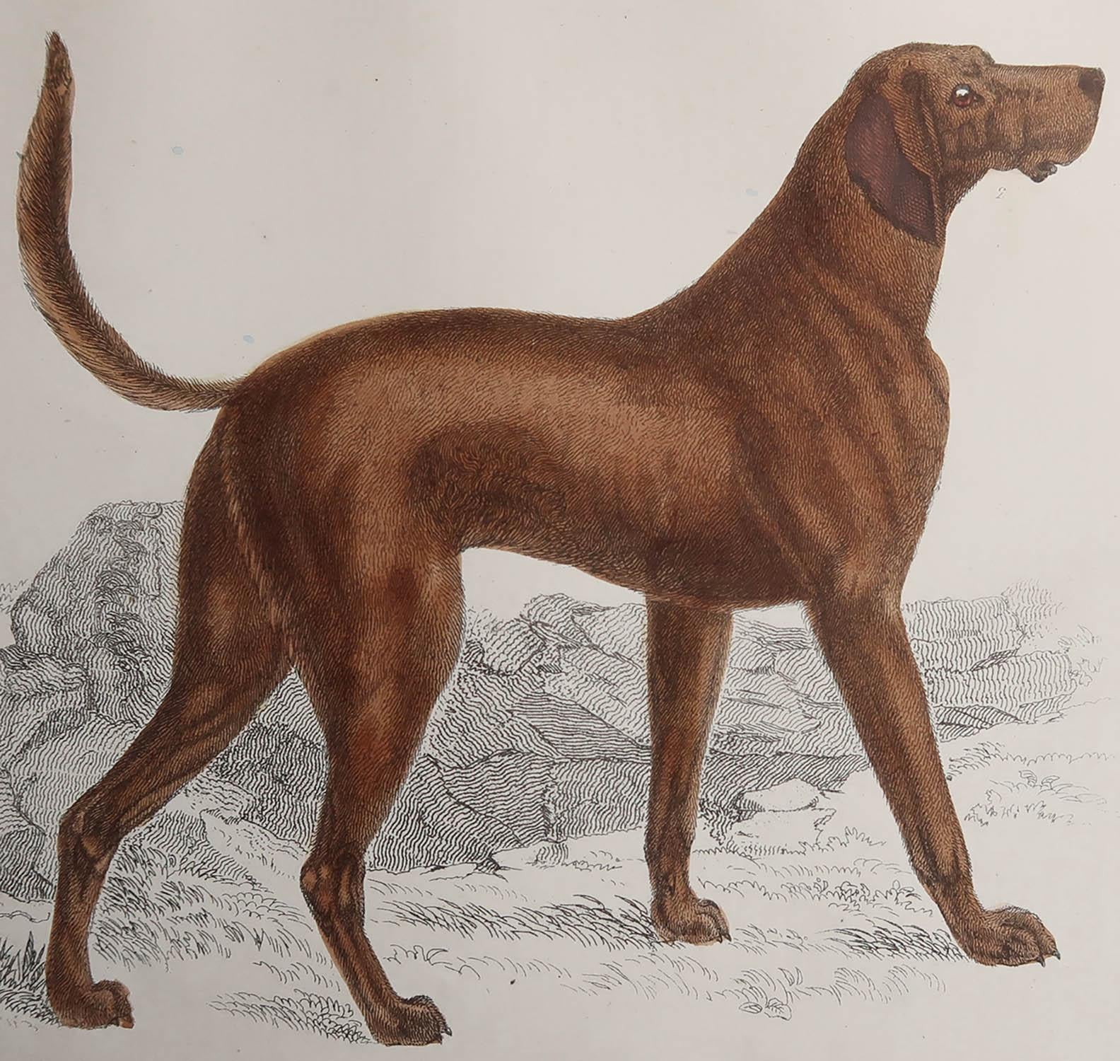 Una bella immagine di un cane sportivo, un segugio.

Senza cornice. In questo modo si ha la possibilità di creare un set di cornici a scelta.

Litografia dopo Cpt. Brown con colori originali a mano.

Pubblicato, 1847.







